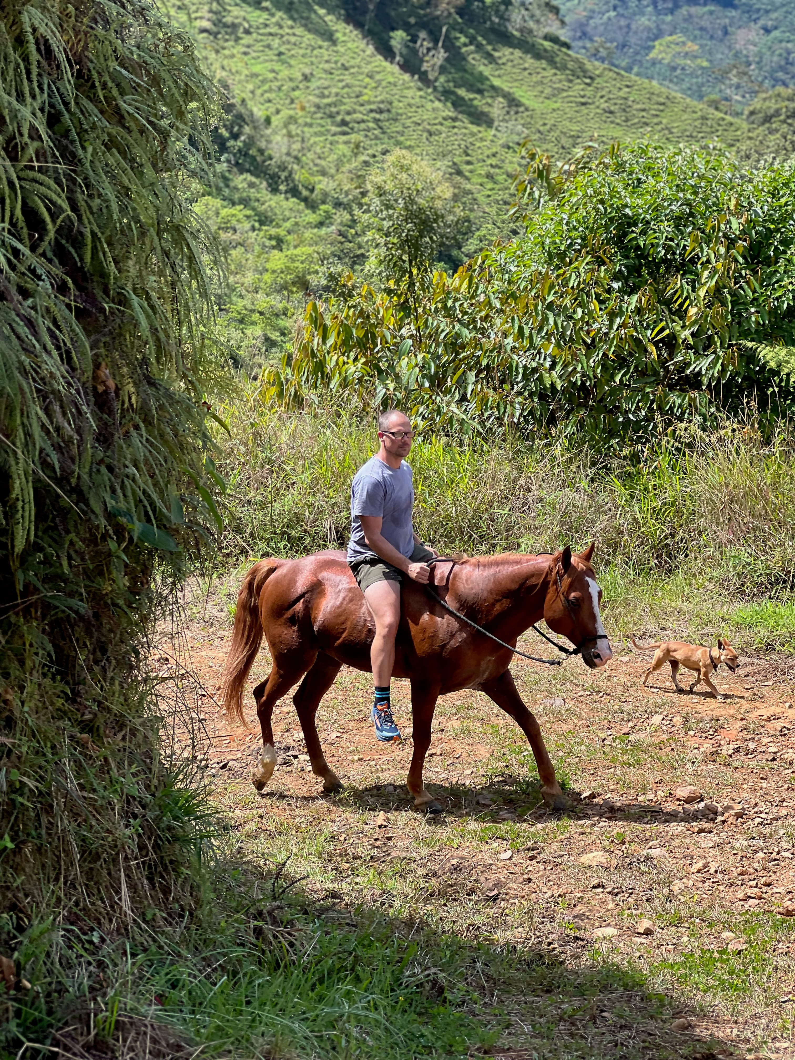 Caballos — horses and tours