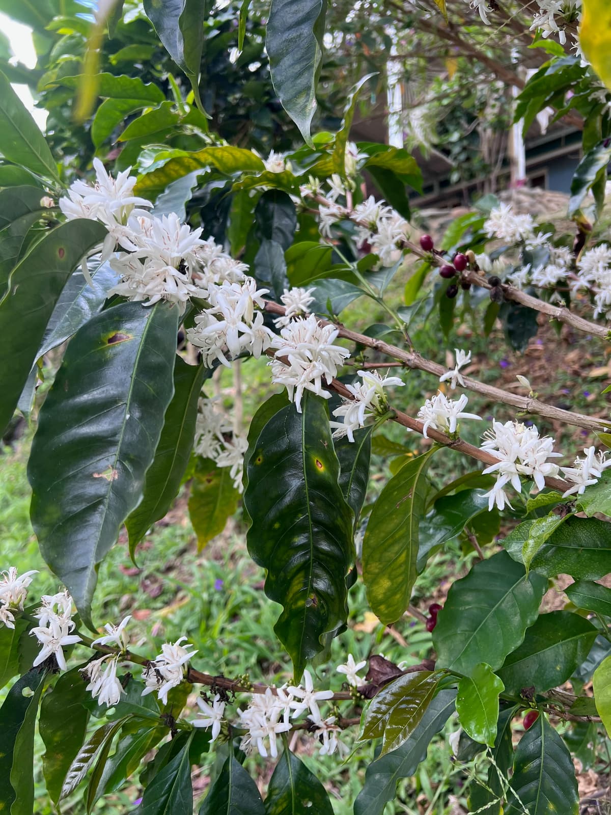 Café — coffee roasting and ritual