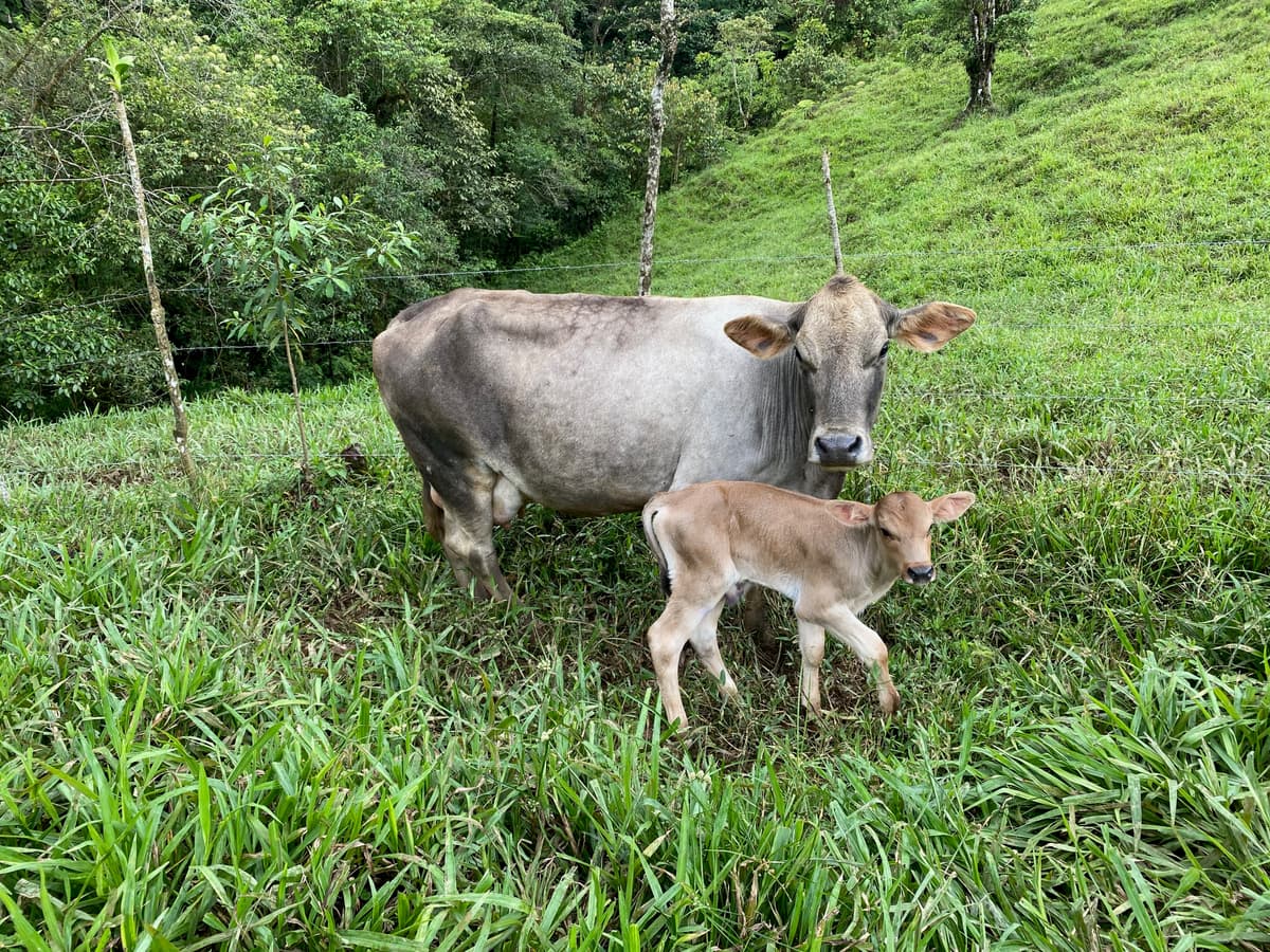 Carnes — ranch food and beef